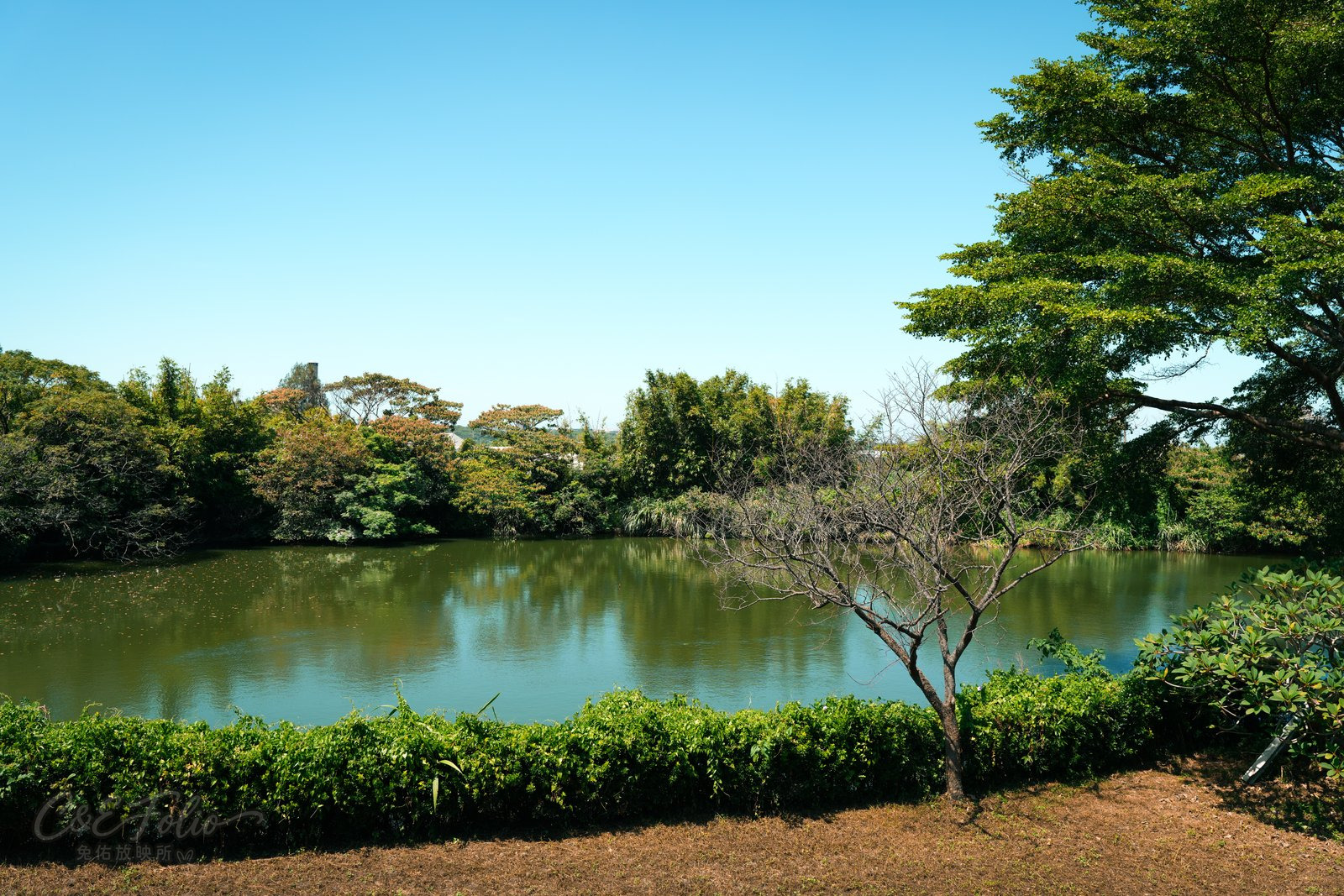 園區裡的池塘