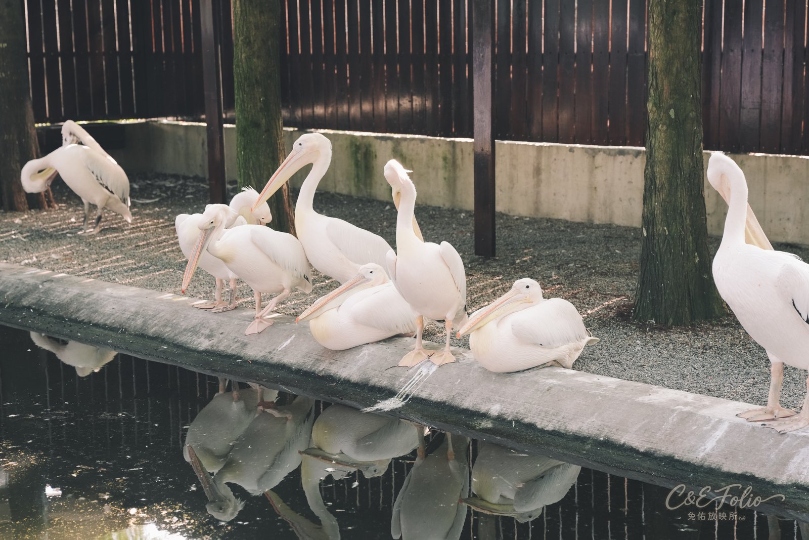 鵜鶘排排站在水池邊