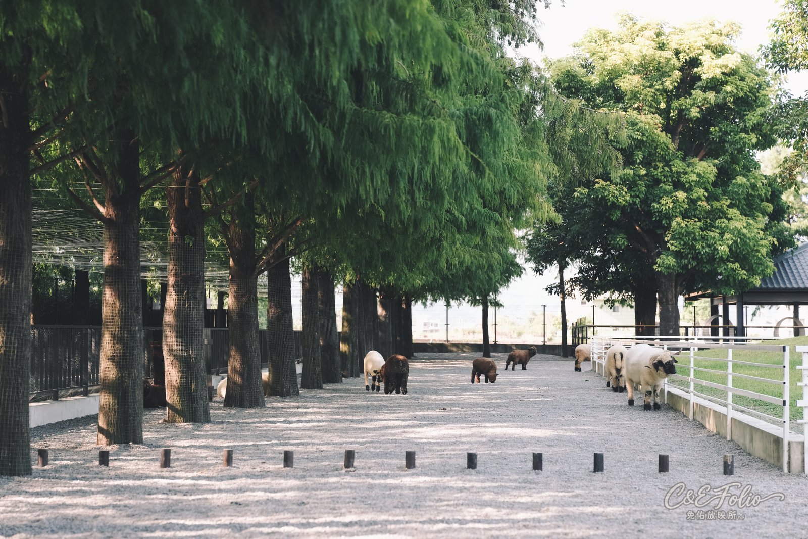 兩旁是大樹的步道，羊群在路上走