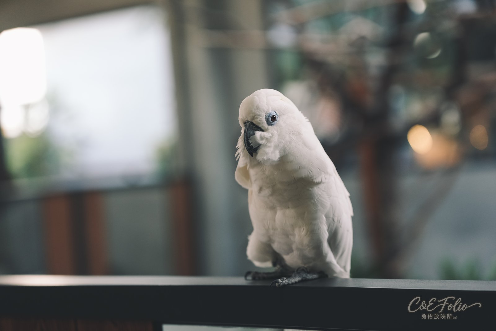 白色鳳頭鸚鵡停在欄杆上